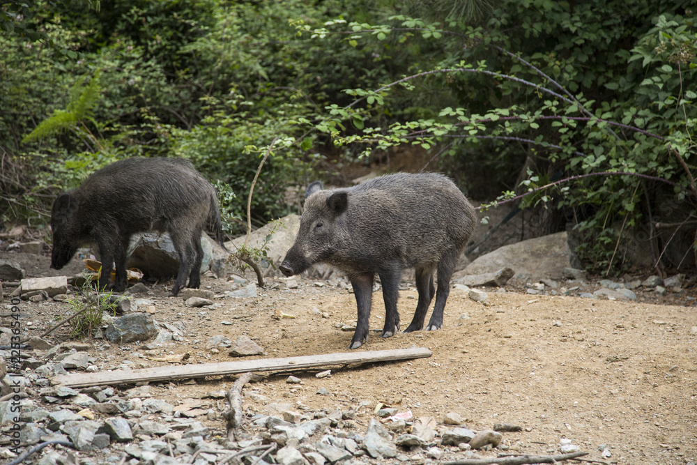 horizontal image of two adult wild boars coming out of the woods horizontal image of two adult wild boars coming out of the woods