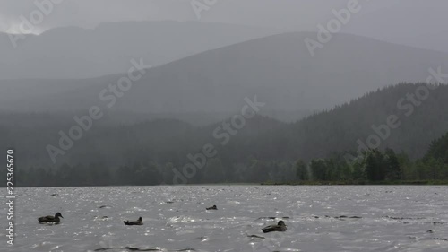 ducks at a scotish lake photo