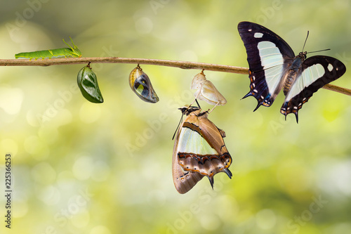 Transformaion of common nawab butterfly ( Polyura athamas )  emerged from caterpillar and chrysalis , metamorphosis , growth , life cycle hanging on twig photo
