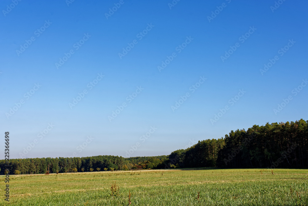 Fototapeta premium Sunny autumn forest