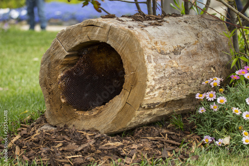 horizontal image with detail of a hollow trunk with a beehive inside but without bees