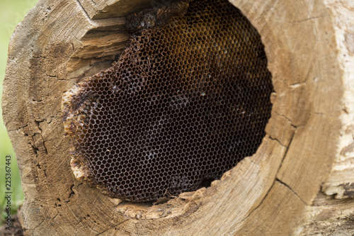 Canvas Print horizontal image with detail of a hollow trunk with a beehive inside but without