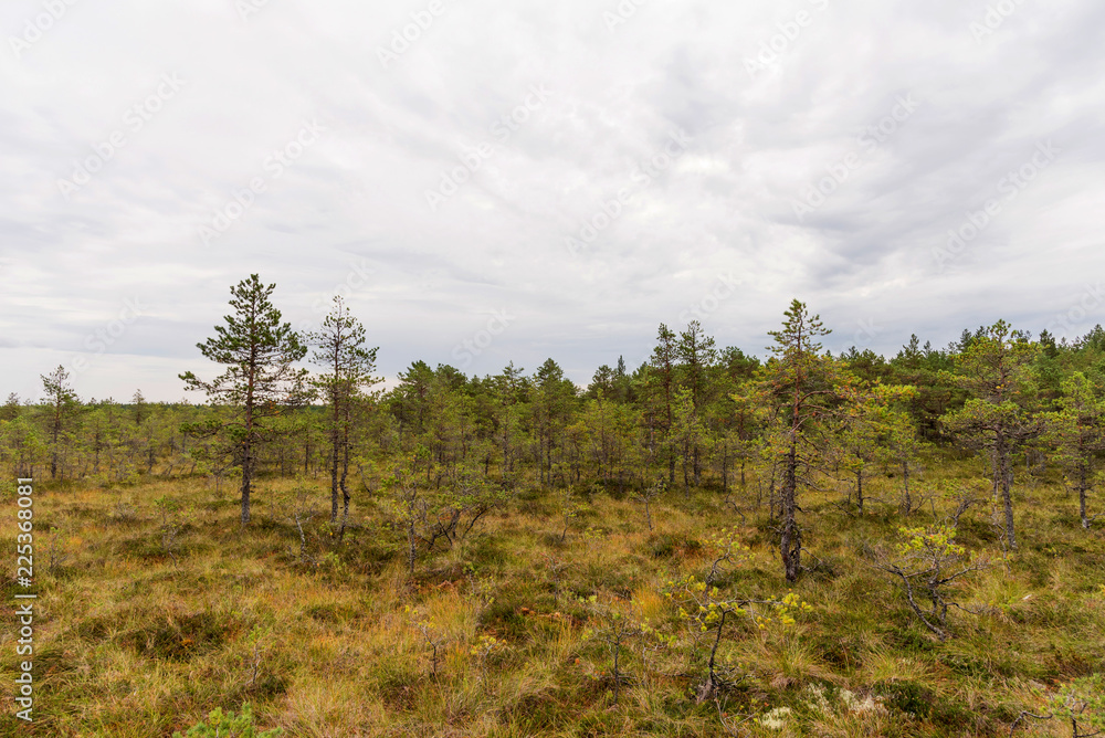 Viru bog (Viru raba) in the Lahemaa National Park in Estonia.