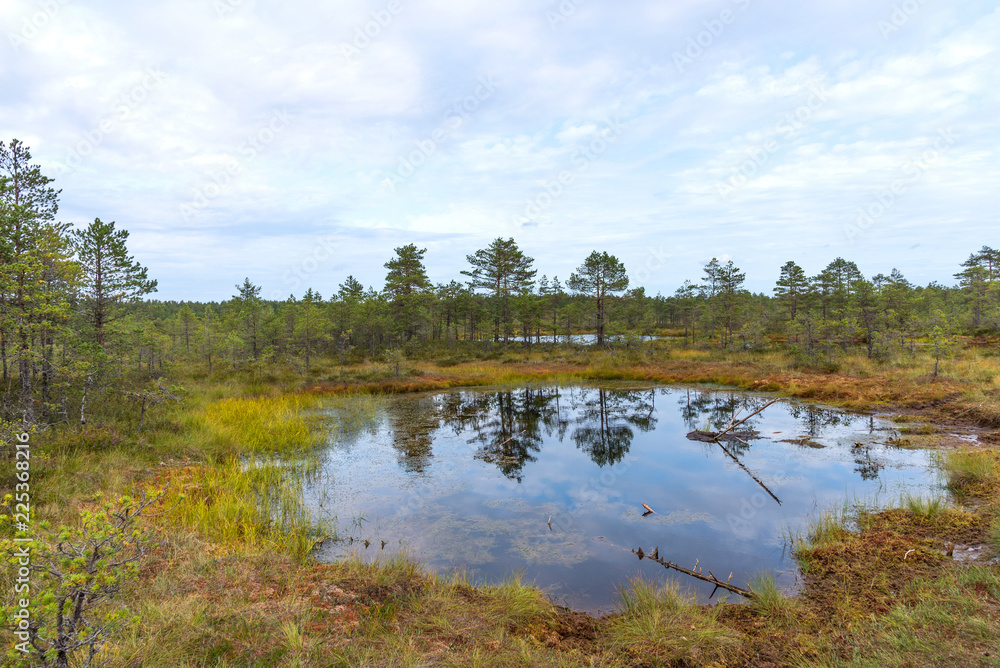 Viru bog (Viru raba) in the Lahemaa National Park in Estonia.