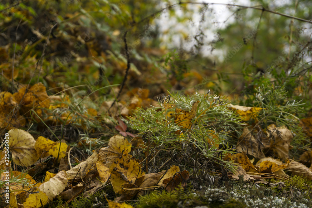 autumn forest floor with moss, grass and fallen yellow leaves close-up on a blurred background autumn forest floor with moss, grass and fallen yellow leaves close-up on a blurred background