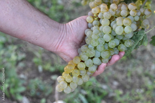 Mano che regge un grappolo di uva varietà moscato