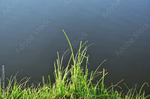 kępa trawy na brzegu jeziora