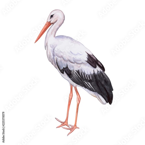 Stork white. Realistic bird isolated on white background. Watercolor. Template. Close-up. Clip art. Hand drawn