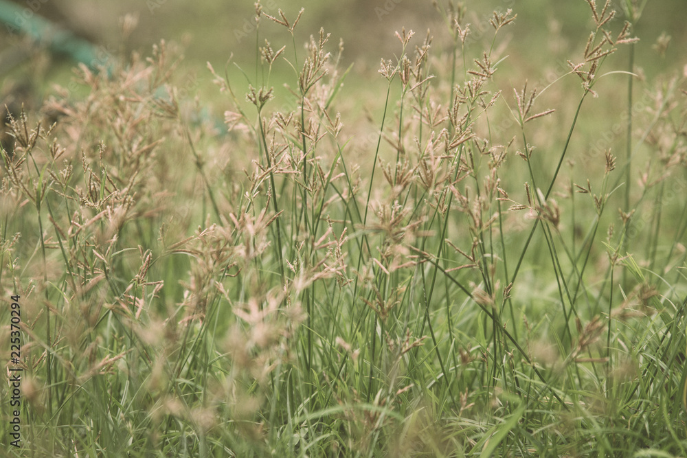 Close up brown grass flower background, vintage style.
