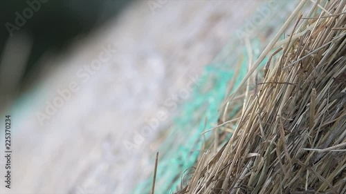 Fieno agricoltura donna profumo estate photo