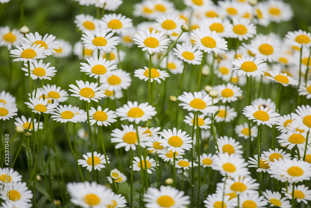 image with detail of white daisies in a field image with detail of white daisies in a field