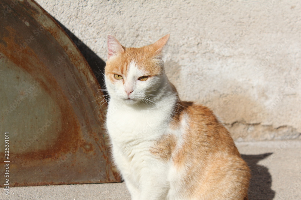 Fototapeta premium Gato anaranjado