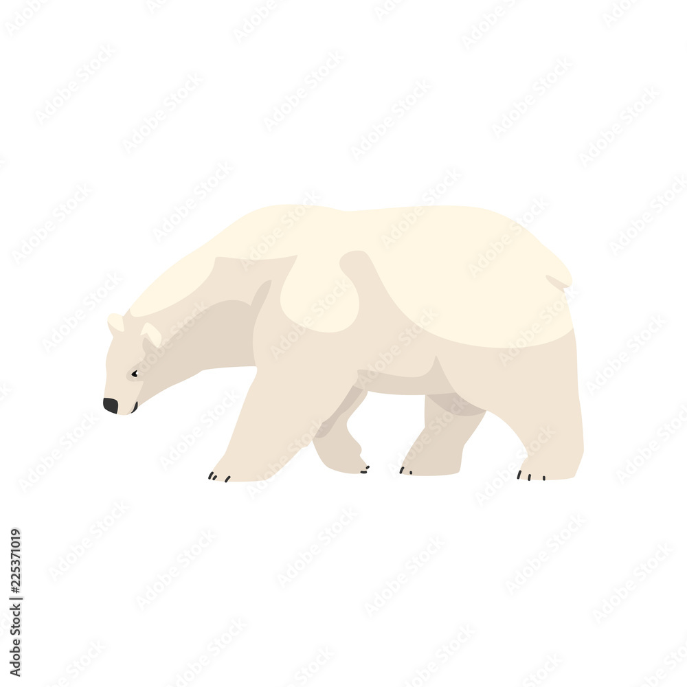 Naklejka premium White polar bear arctic animal vector Illustration on a white background