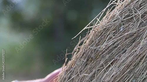 Fieno agricoltura donna profumo estate photo