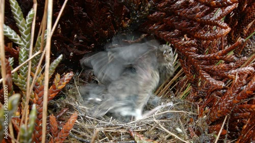 Chicks, about 20 days old, of Plumbeous Sierra Finch (Phrygilus unicolor). On the paramo in the Ecuadorian Andes photo