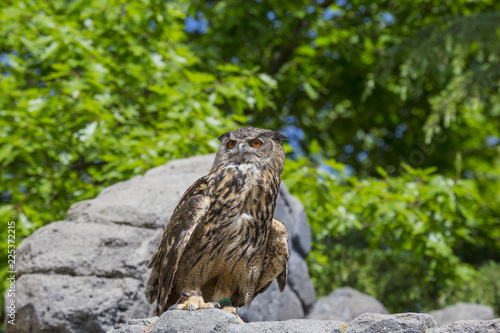 horizontal image with detail of a beautiful eagle owl photographed in a biopark.