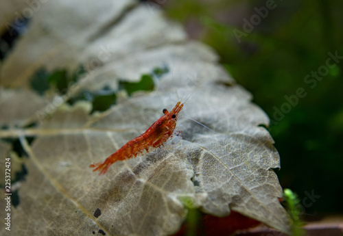 Red cherry shrimp on mulberry leaf