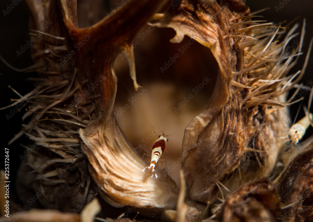 Fototapeta premium Crystal shrimp, caridina