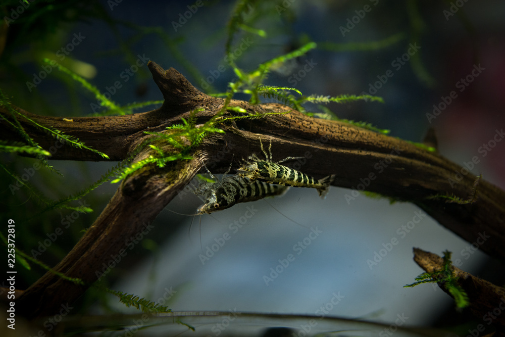 Caridina babaulti, Zebra shrimp