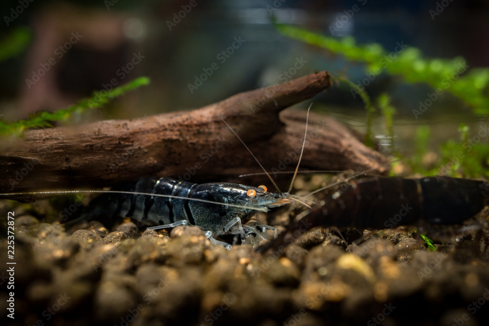 Blue Tiger shrimp, Caridina cantonensis Blue Tiger shrimp, Caridina cantonensis
