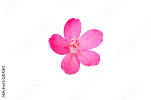 Pink flower on isolated white background