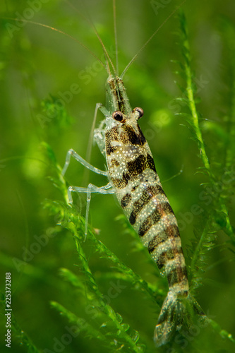 Caridina babaulti  Zebra shrimp