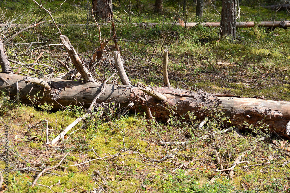 Trees broken by strong wind in the forest Trees broken by strong wind in the forest