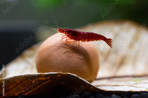 Neocaridina davidi, bloody mary shrimp