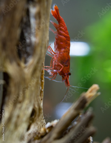 Red cherry shrimp (neocaridina davidi) in freshwater aquarium