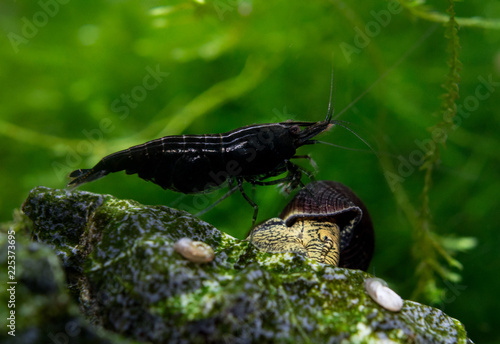 Black freshwater shrimp (Neocaridina)