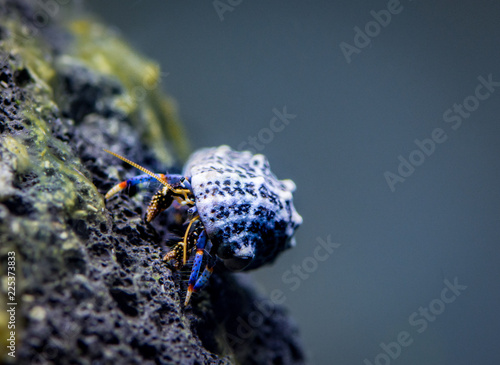 Clibanarius tricolor, hermit crab	