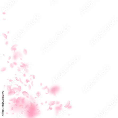 Sakura petals falling down. Romantic pink flowers 