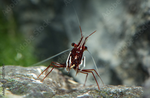 Foto Sulawesi shrimp, caridina dennerli