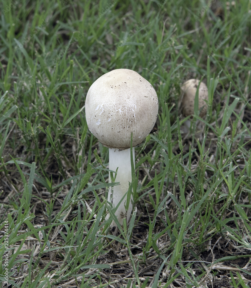 Mushrooms Mushrooms