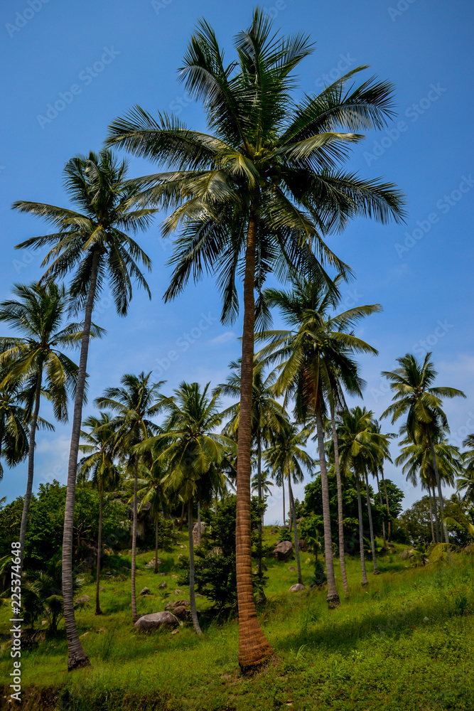 Palm trees in Thailand