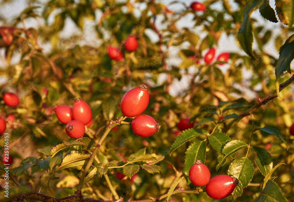 Close-up photo of red fruits rosehip between green leaves, with sunshine