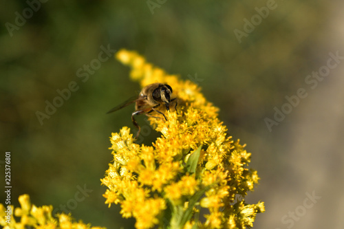 mała pszczółka na zółtym kwiecie
