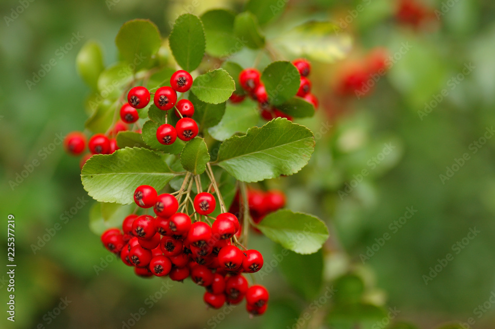 Redberry Redberry