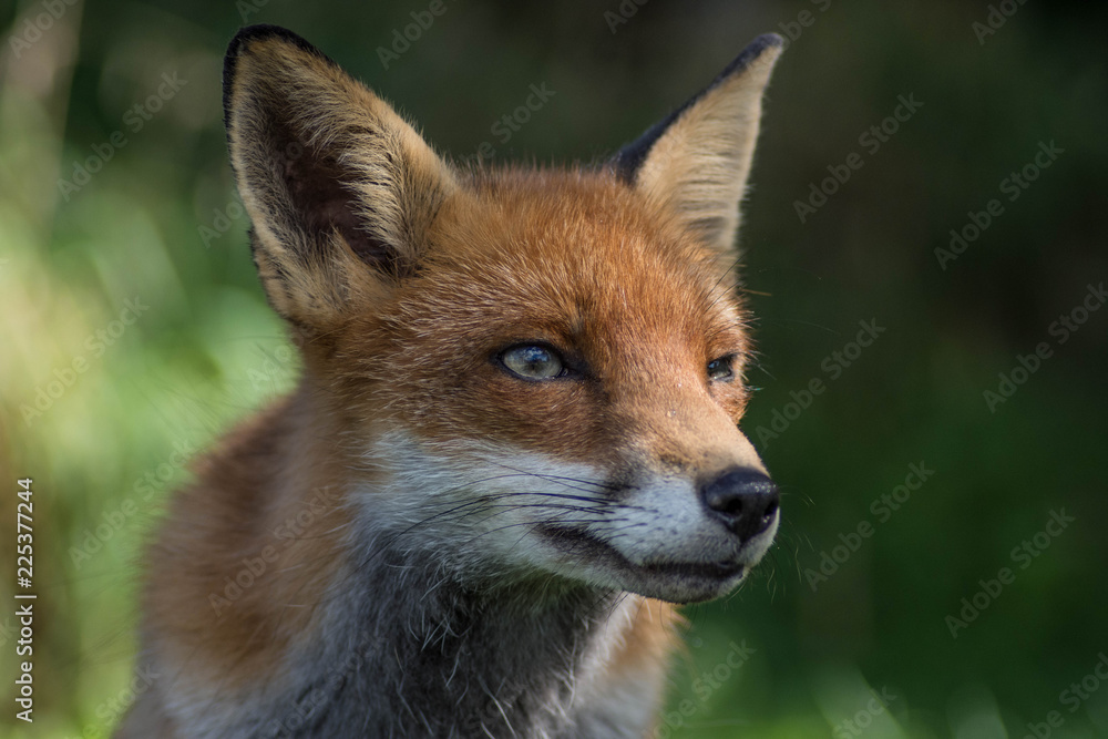 Fototapeta premium Fox head