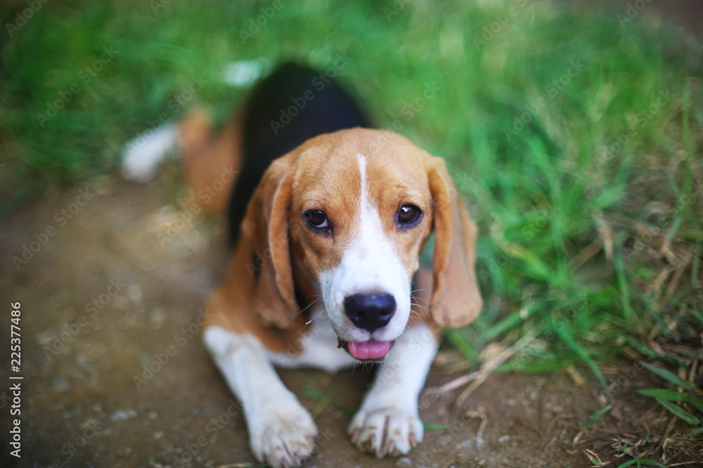 An adorable beagle dog playing on the green grass.