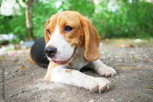 Headshot portrait of beagle dog outdoor.