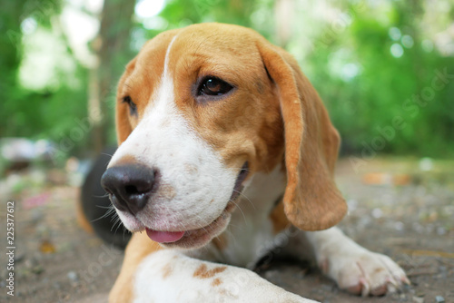 Headshot portrait of beagle dog outdoor. © kobkik