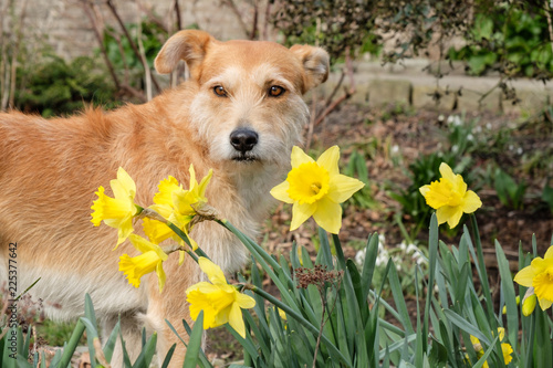 brown dog stands in garden with Daffodils