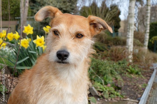 brown dog sits in garden with Daffodils