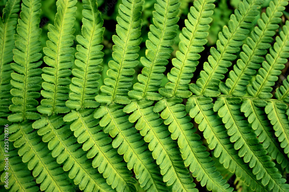 Fresh grean fern leaf in the forest background Fresh grean fern leaf in the forest background