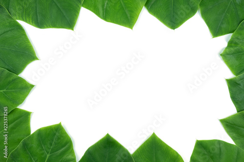 Full frame of green leaves on white isolated background, used for templeate or presentation product