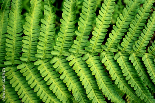 Fresh grean fern leaf in the forest background
