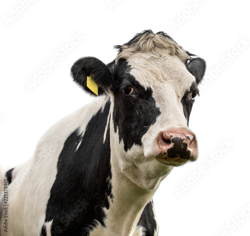 cow isolated on white