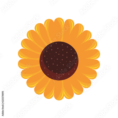 sunflower flower decoration natural flora