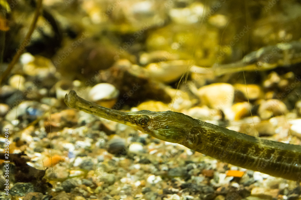 A lesser pipefish